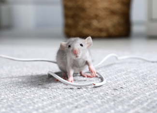 Mouse chewing a cable - ow to prevent pests like mice from damaging the electrics in your Nazeing or Broxbourne home. 